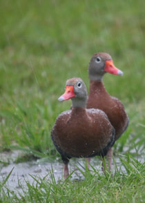 Two ducks in rain waling through grass