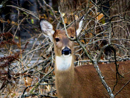 Deer looking out behind leafless branches