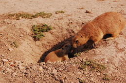Two Ground squirrels in a hole