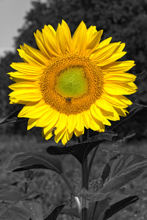 Yellow Sunflower with Dark Background